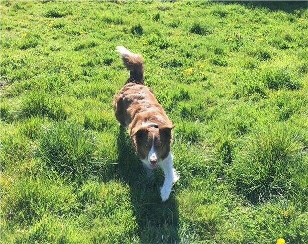 Border Collie Wird immer noch schmerzlich vermisst meine Phibie in Rheinsberg