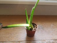 2 Baby Aloe Hybride in einem kleinen Topf, Ableger Berlin - Steglitz Vorschau