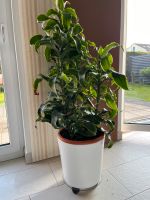 Zimmerpflanze, Drachenbaum, Dracaena Lemon Lime, Büropflanze Bayern - Karlsfeld Vorschau