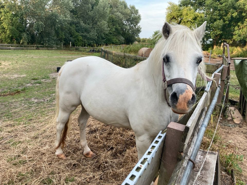 Ponys, Pferde, Welsh , Haflinger zu verkaufen in Wittmund
