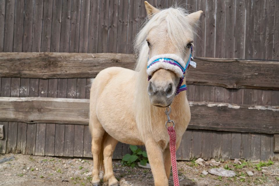 Minishettlandpony - Shettlandpony in Königswinter