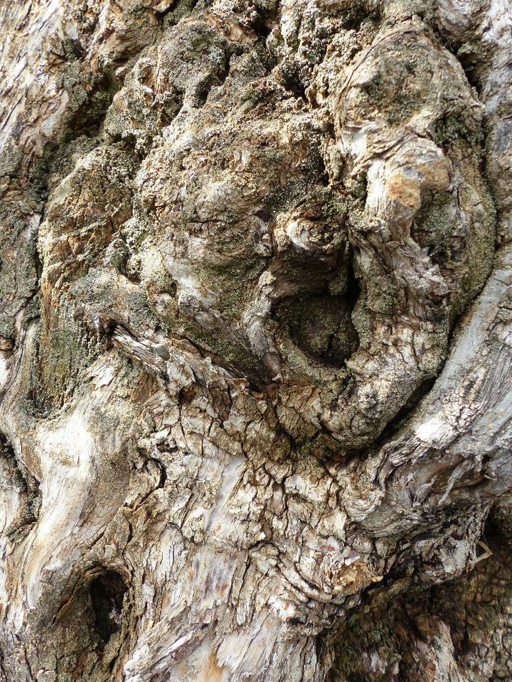 100 Jahre Olivenbaum Olive 200 - 250 cm, Olea Europaea in Goch