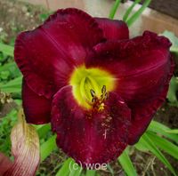 Hemerocallis Taglilie " Sachsen High Purple" Albert 2007  n.r. DF Köln - Merkenich Vorschau