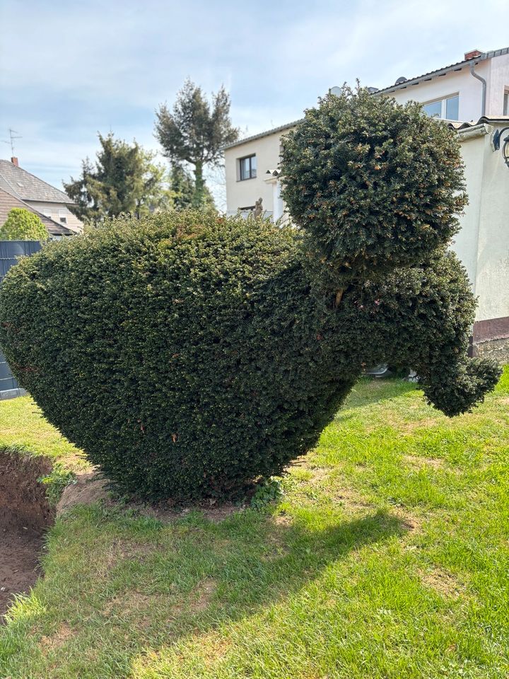 Hecke Elefantenform in Düren