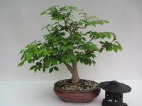 Bonsai Spindelstrauch Hannover - Misburg-Anderten Vorschau