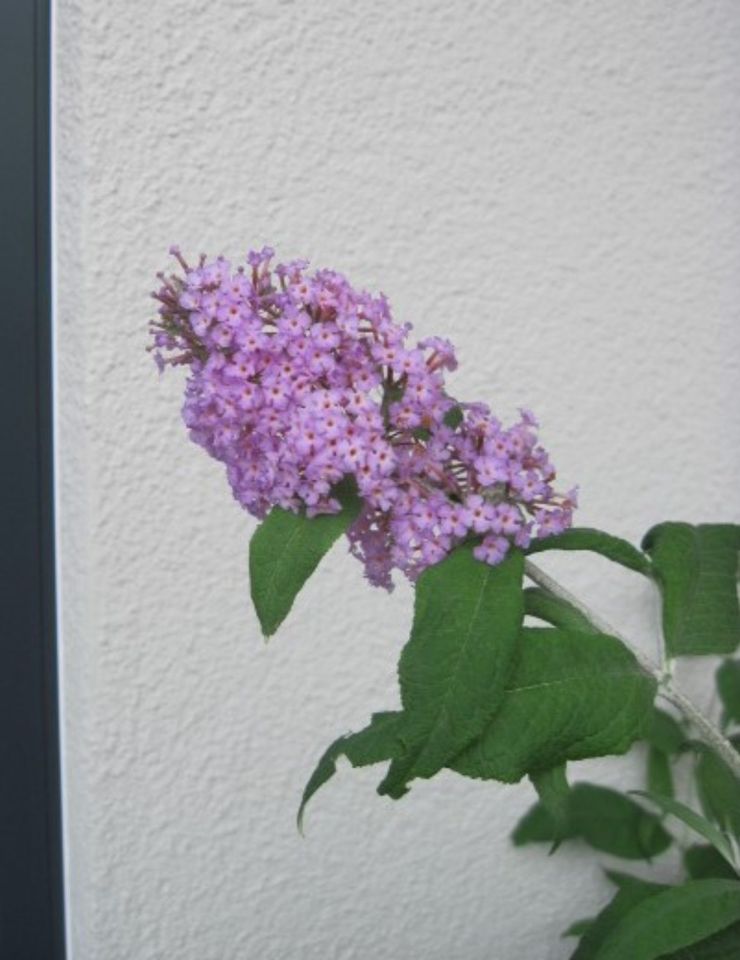 kräftige Buddleiha Schmetterlingsflieder lila/rosa winterhart in Augsburg