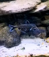 Zwergfiederbartwels Synodontis Petricola Brandenburg - Brandenburg an der Havel Vorschau