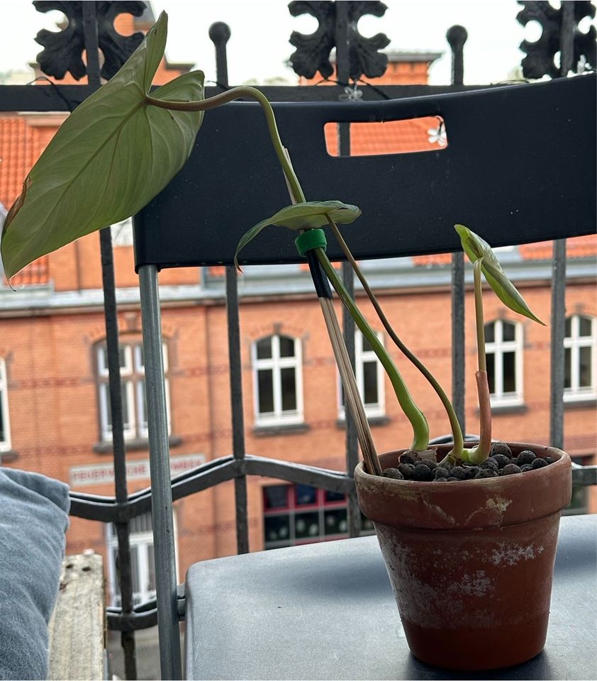 Philodendron Gloriosum Ableger in Hamburg