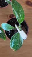 Philodendron white princess Hessen - Neu-Isenburg Vorschau