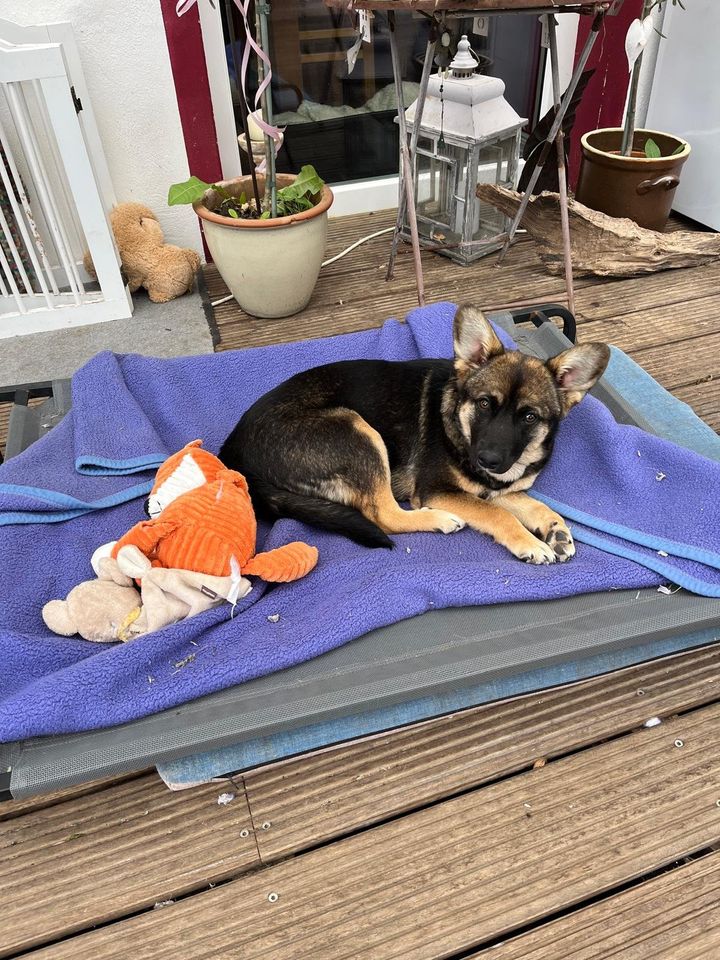 Strahlemaus Flora aus dem Tierschutz sucht Zuhause in Brakel