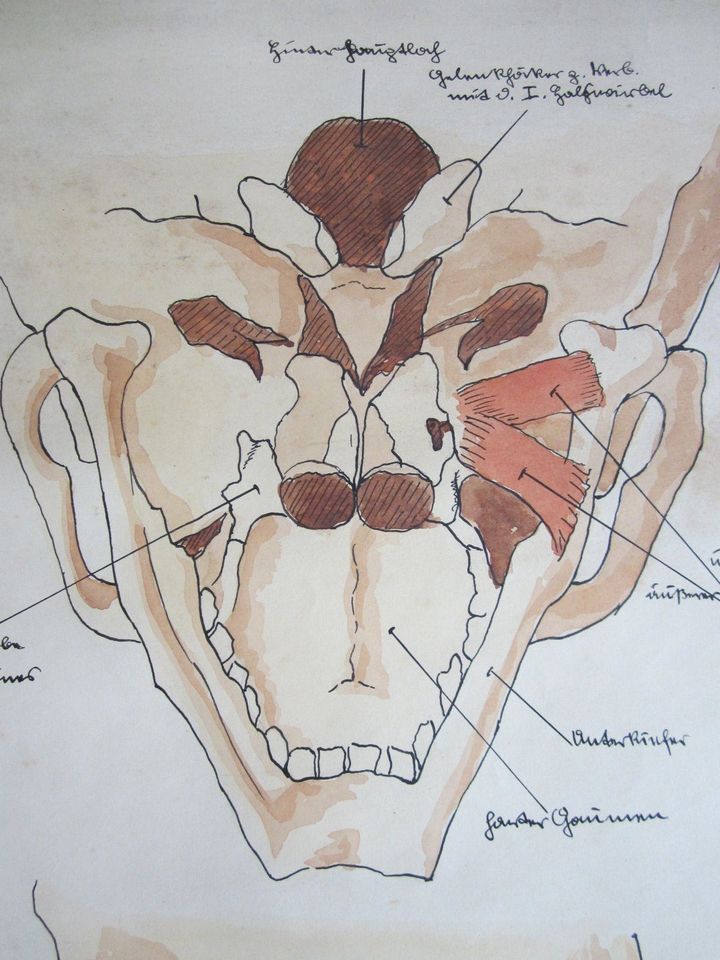 Zeichnungen, coloriert, Skelett u Muskeln, ca. 1920 in Aachen