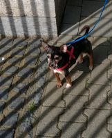 Kleine Hund Rexy Nordrhein-Westfalen - Mönchengladbach Vorschau
