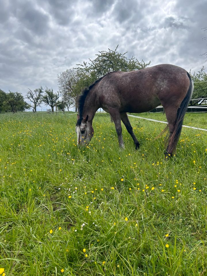 Pflege-/Reitbeteiligung in Bad Wimpfen