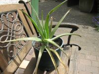 Aloe Vera Pflanze - 47 cm hoch Hessen - Hattersheim am Main Vorschau