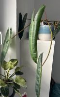 Philodendron Billie Tiae Hessen - Fritzlar Vorschau