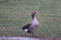 Gänse Paar (Graugans) Baden-Württemberg - Bergatreute Vorschau