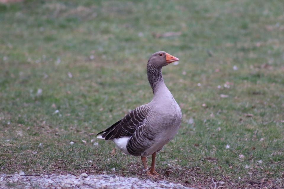 Gänse Paar (Graugans) in Bergatreute