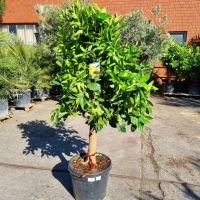 Orangenbaum Citrus Sinensis (Nr. 5) 24cm Stammumfang 180cm hoch Nordrhein-Westfalen - Oberhausen Vorschau