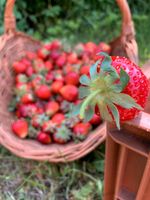 Erdbeeren..Ab sofort wieder naturbelassene Beeren frisch vom Feld Sachsen-Anhalt - Oranienbaum-Wörlitz Vorschau