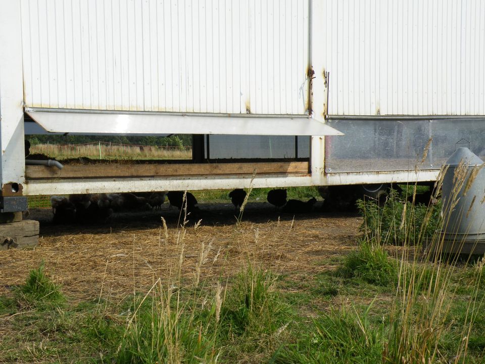 Mobilstall, Hühnermobil, mobiler Hühnerstall, Containerstall in Engelschoff