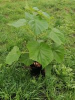 Blauglockenbaum Paulownia Hybrid Groß Bayern - Perlesreut Vorschau