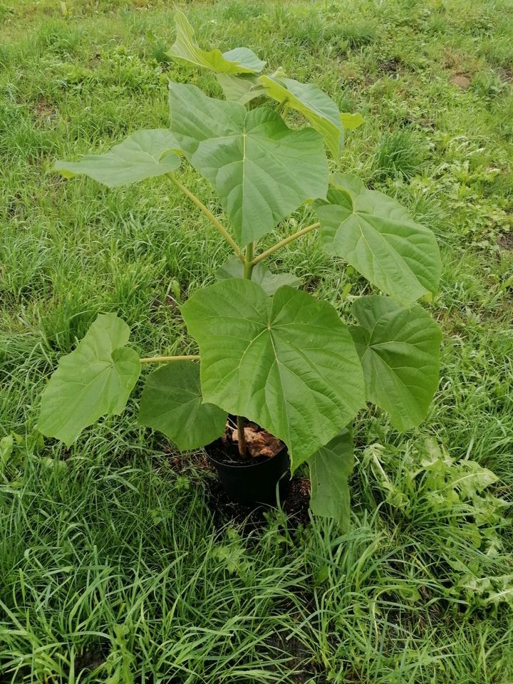 Blauglockenbaum Paulownia Hybrid Groß in Perlesreut