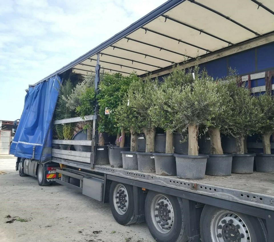 Winterharte Palmen Hanfpalme Trachycarpus Fortunei, Olivenbäume in Spickendorf