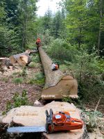 Baumfällarbeiten Sturmholzaufarbeitung Käferholz Dienstleistungen Baden-Württemberg - Heidenheim an der Brenz Vorschau