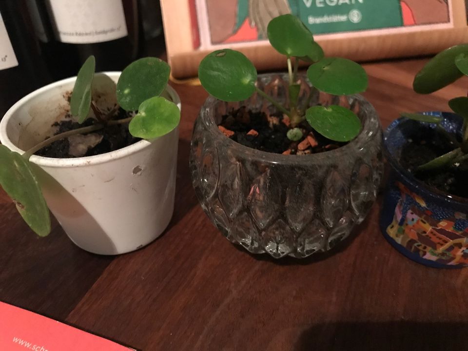 Mini UFO Pflanzen pilea in München