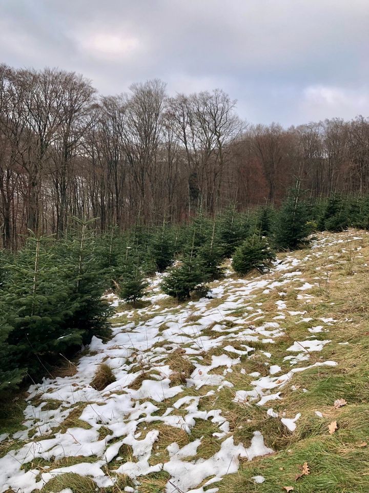 Weihnachtsbäume, Nordmann-Tannen 1-5 m, ökologischer Anbau in Baustert