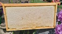 Wabenhonig Bienen Honig frisch Petek Bali Hessen - Limburg Vorschau