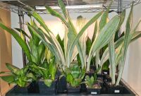 Verschiedene Sorten / Sansevieria~Bogenhanf~Schwiegermutterzunge Dortmund - Wickede Vorschau