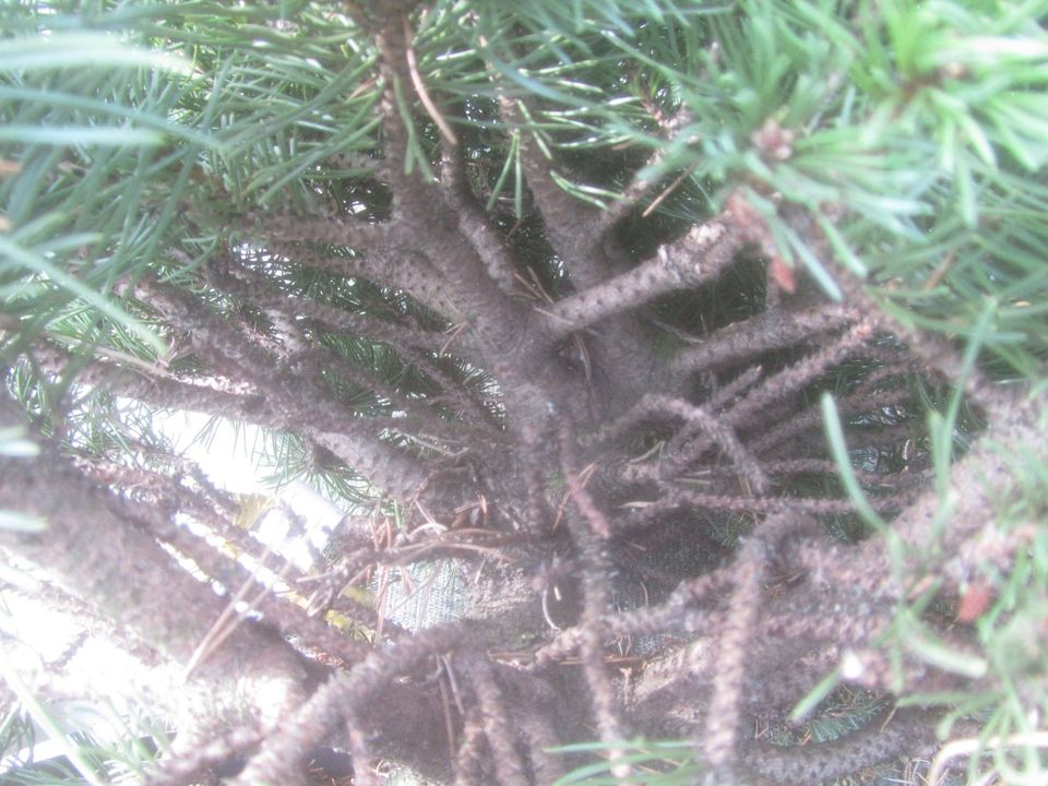 Zwergkiefer-Pinus mugo 'Klostergrün' Bonsai Rohware, Stamm 4,5 cm in Soltau