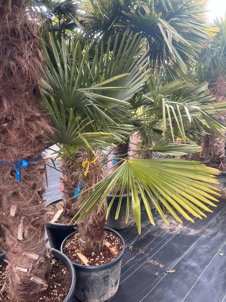 Hanfpalme Trachycarpus fortunei winterhart in Altlußheim