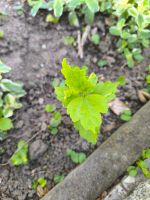 Hibiskus Hecke Sichtschutz Sachsen-Anhalt - Ballenstedt Vorschau