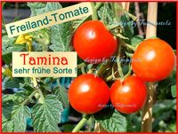 ♥ BIO Tomate Tamina,frühe Freiland Sorte,Samen,Gemüse Tulpenstolz Eimsbüttel - Hamburg Schnelsen Vorschau