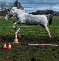 Pflege-/Reitbeteiligung für Ponystute Nordrhein-Westfalen - Verl Vorschau