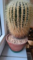 Echinocactus grusonii - Goldkugelkaktus Kreis Ostholstein - Bad Schwartau Vorschau