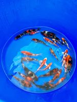 Japan Koi Showa, Sanke 12-15cm Sekiguchi Koifarm Tosai Import Nordrhein-Westfalen - Emmerich am Rhein Vorschau