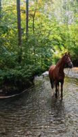 Biete Reitbeteiligung auf großem Fuchs 14 Jahre alt Baden-Württemberg - Aalen Vorschau