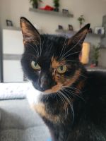 Katze sucht liebevolles zu Hause Nordrhein-Westfalen - Gelsenkirchen Vorschau