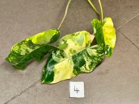Philodendron Burle Marx Variegata - bewurzelte Ableger Stuttgart - Bad Cannstatt Vorschau