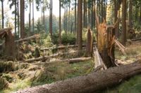 Wald aufräumen/Brennholz sammeln Bayern - Icking Vorschau
