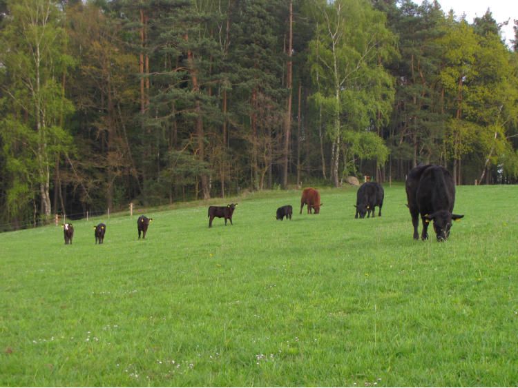 Rindfleisch Mutterkuhhaltung Mischpakete Angus in Wenzenbach