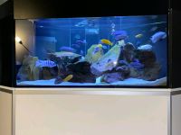 Aquarium mit Malawibesatz Hessen - Brechen Vorschau