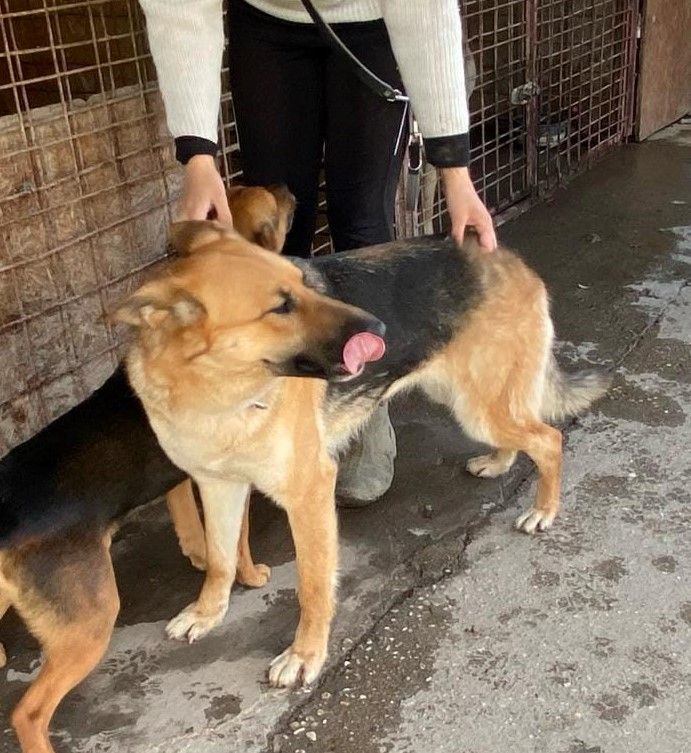 BETSY ca. 2 J. freundl. Schäferhündin, liebe Familienhund in Gelnhausen