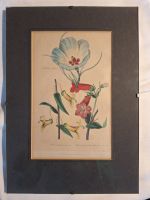 Lithografie, Seite aus Floricultural Cabinet 1839 v Alfred Adlard Bayern - Forstinning Vorschau