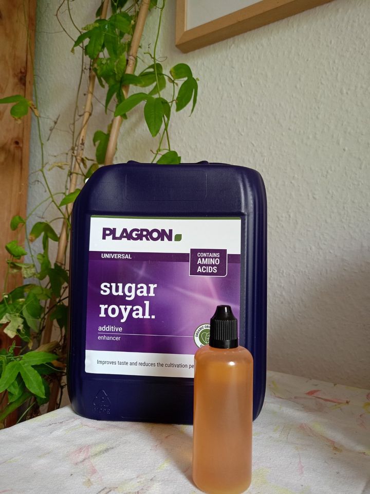 Plagron Sugar Royal 100-ml organischer Blütestimulator in Frankfurt am Main