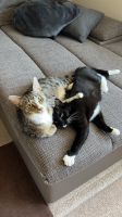 2 Hauskatzen - Mae und Molly Niedersachsen - Barnstorf Vorschau