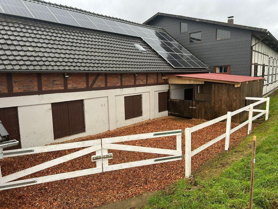 Pferdbox u. Offenstallplätze frei - Einbeck-Opperhausen in Einbeck